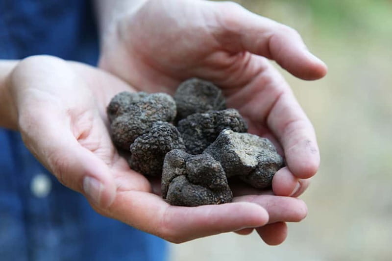 Truffle Hunting in Provence - The first hour: truffle farming under the oak trees