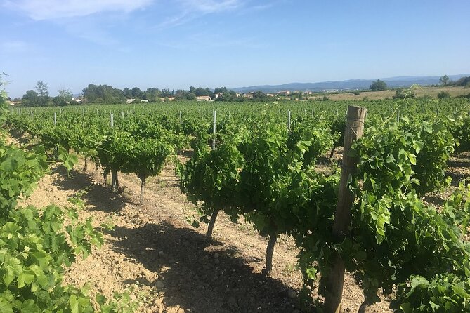 Winery Tour & Wine Tasting - Deli Plate & 3 Wines - What You Learn About Vines and Wine